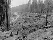 Clearcut research, Redwood Experimental Forest