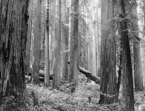 Marking old growth for experimental logging. ca. 1959.