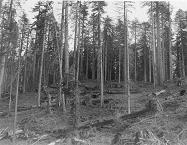 Unexpected blowdown from the 1962 Columbus Day storm in a recently logged seletion cut, Redwood Experimental Forest
