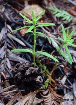 Credit-David Livingston: A coast redwood seedling bursting from a cone (May 2004). 