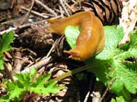 Banana slug; Bald Hills RNP 2007, Credit: Steve Norman