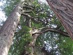 Complex canopies, Redwood National Park