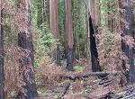 Canoe fire effects in old growth.